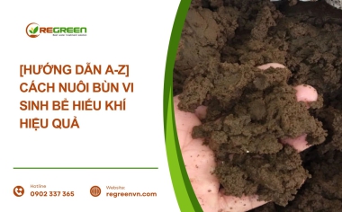 Hướng dẫn cách nuôi bùn vi sinh trong bể hiếu khí Aerotank: - Quy trình 7 ngày & Cách xử lý sự cố