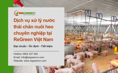Dịch vụ xử lý nước thải chăn nuôi heo chuyên nghiệp, uy tín tại ReGreen Việt Nam