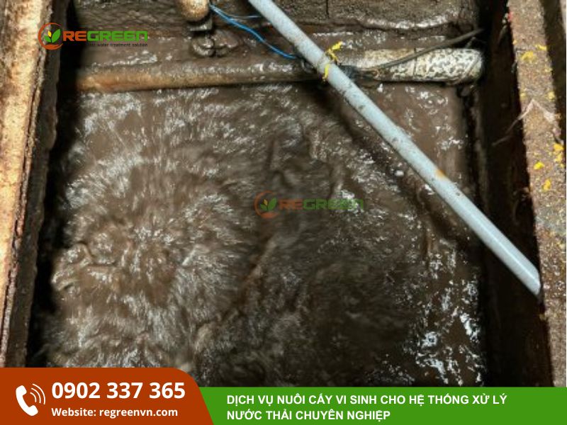 bảo trì bể vi sinh
