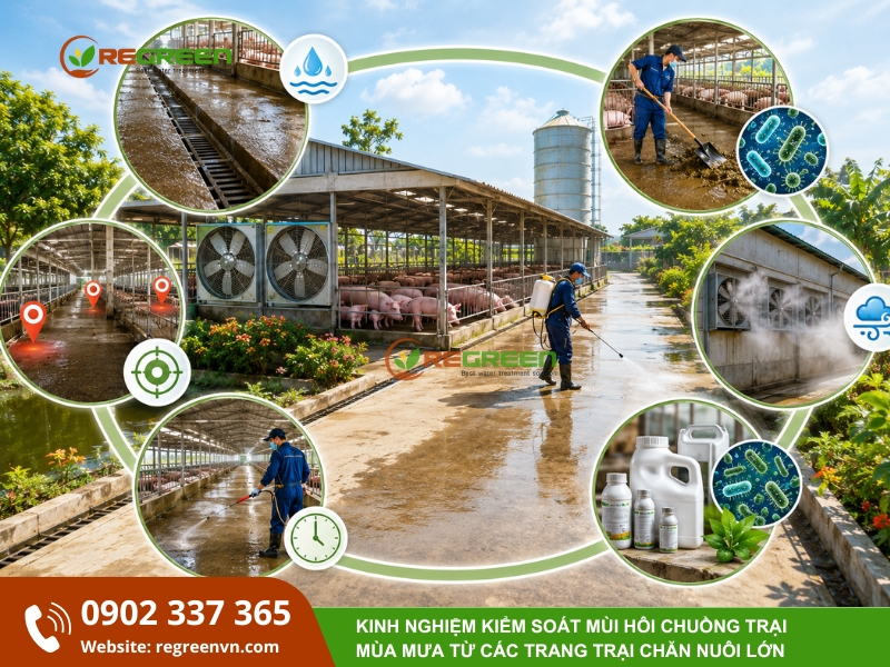 cách khử mùi chuồng trại