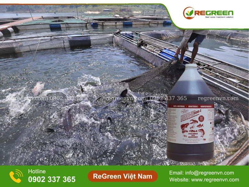 Vi sinh xử lý nước thải thủy sản Microbe Lift AQUA-C