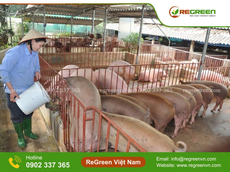 công nghệ xử lý nước thải chăn nuôi heo