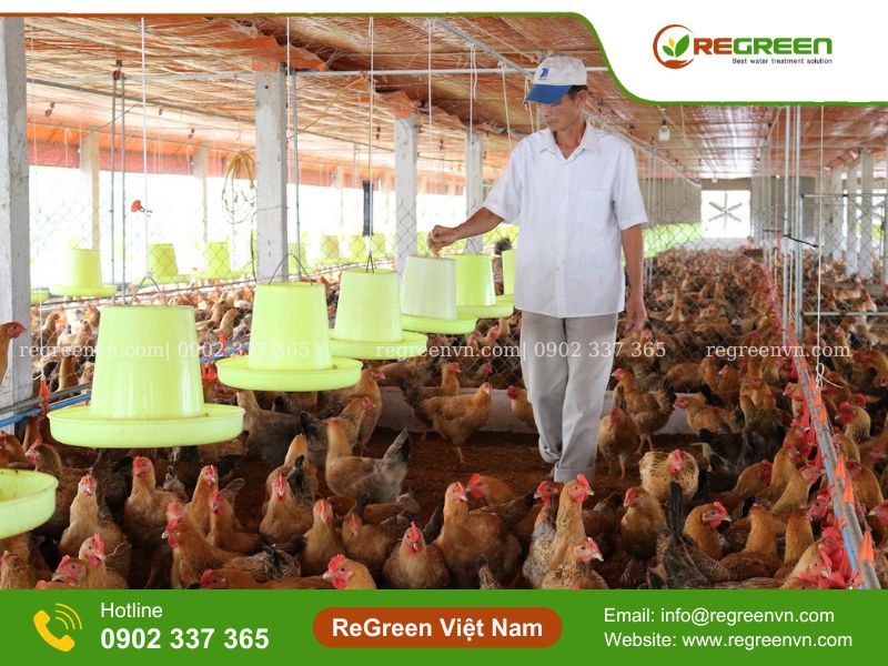 hệ thống xử lý nước thải chăn nuôi
