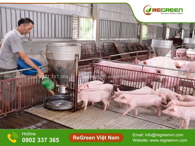 mô hình xử lý nước thải chăn nuôi
