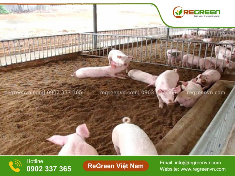 Nuôi Heo Trên Nền Đệm Lót Sinh Học So Với Hầm Biogas