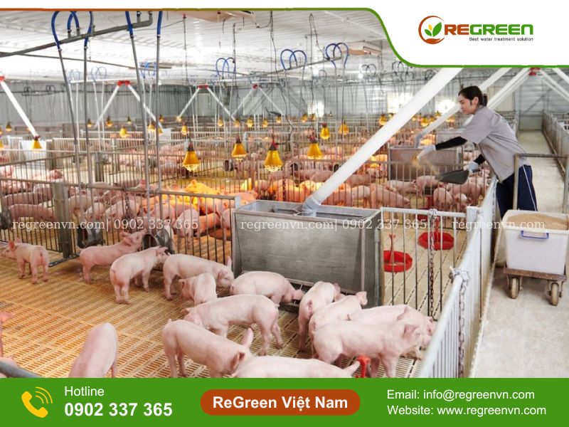 xử lý nước thải chăn nuôi heo